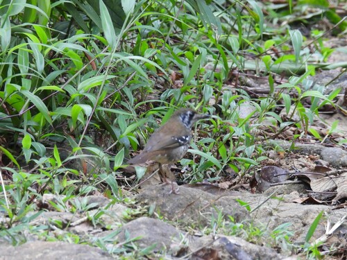 Spot-winged Thrush (Geokichla spiloptera), photo 10