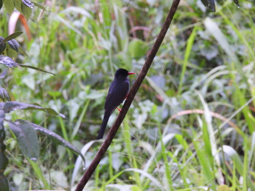 Square-tailed Bulbul (Hypsipetes ganeesa), photo 3