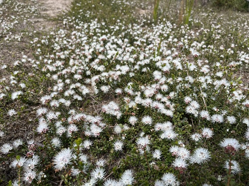 Image of Kunzea pomifera by (c) Donna Belder, some rights reserved (CC BY)