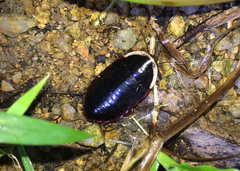 Opisthoplatia orientalis