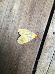 Pseudischnocampa