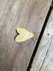 Pseudischnocampa