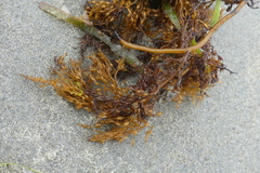 Stephanocystis geminata