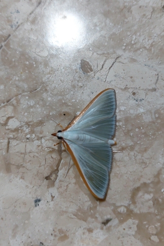 Orange-shouldered Sherbet Moth