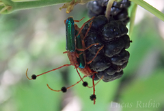 Compsocerus violaceus