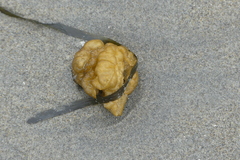 Leathesia marina