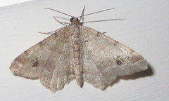 Macaria signaria
