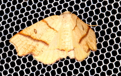 Plagodis phlogosaria