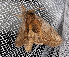 Peridea basitriens