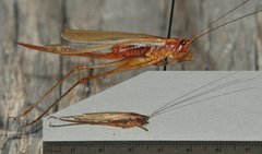 Conocephalus attenuatus