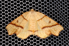 Plagodis phlogosaria