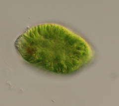 Euglena oblonga