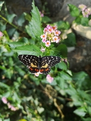 Chlosyne melitaeoides