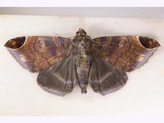 Bastilla serratilinea