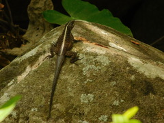 Tropidurus semitaeniatus