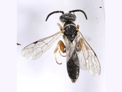 Anthobosca torresensis