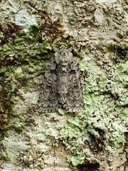 Acronicta afflicta