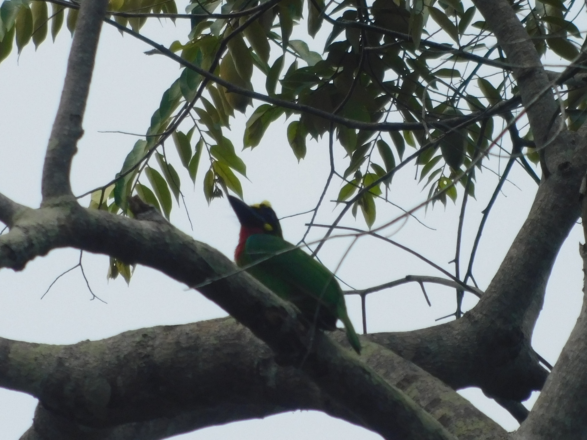 Black-banded Barbet (Psilopogon javensis), photo 9