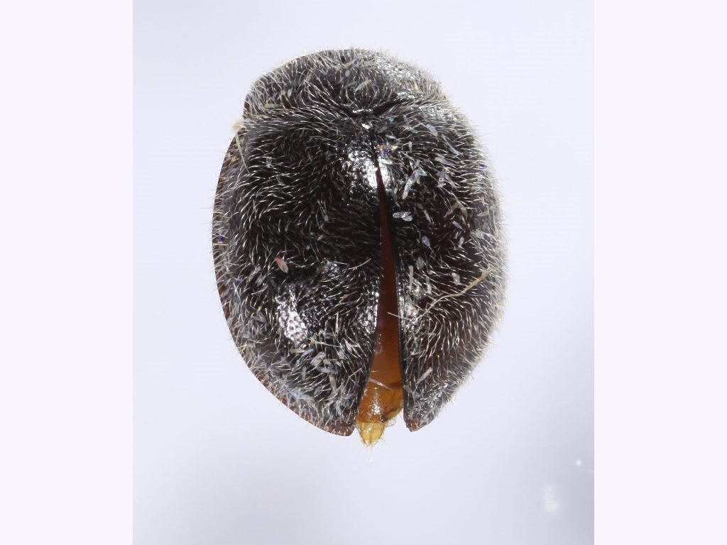 Bucolus leucothrix
