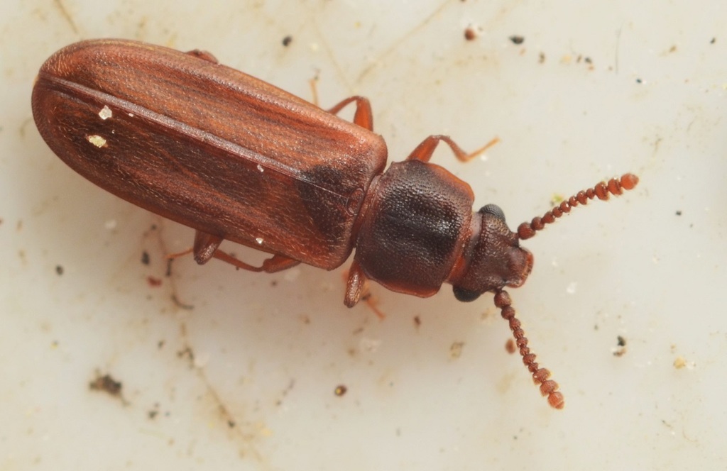 Pediacus