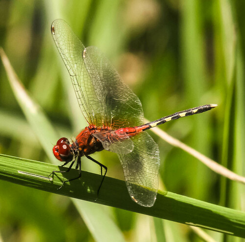 Barbet Percher