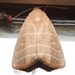 Straight Lined Mallow Moth - Photo (c) Royal Tyler, some rights reserved (CC BY-NC-SA), uploaded by Royal Tyler