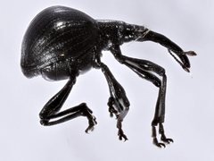 Apion convexipenne