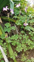 Oxalis nelsonii