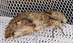Heterocampa obliqua