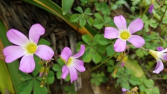Oxalis nelsonii