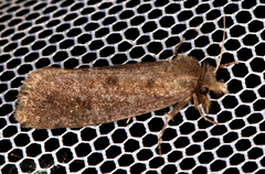 Acrolophus plumifrontella