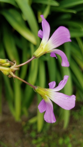 Image of Oxalis nelsonii by (c) Alan Rockefeller, some rights reserved (CC BY)