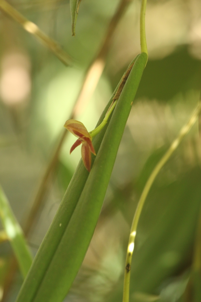 Pleurothallis variabilis
