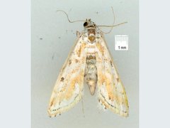 Parapoynx dentizonalis