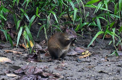 Dasyprocta variegata