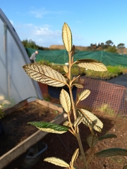 Pomaderris apetala maritima