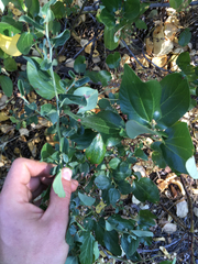 Ceanothus × lorenzenii