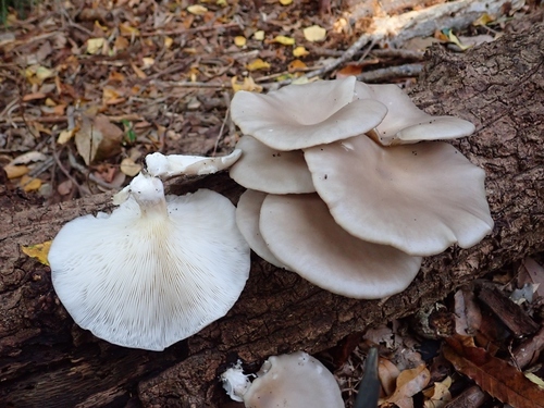 Pleurotus ostreatus