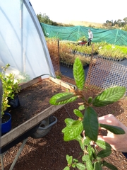 Pomaderris apetala maritima