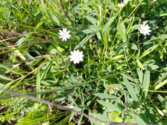 Stellaria hebecalyx