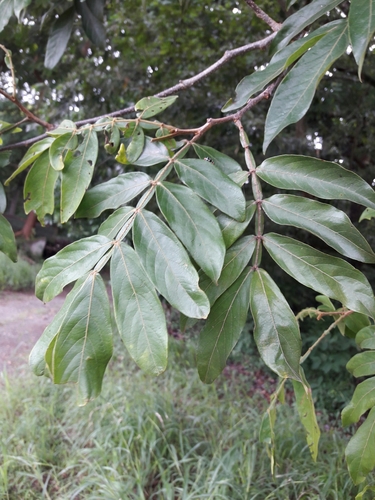 Inga vera - Whole tree