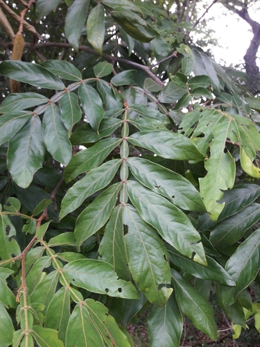 Inga vera - Leaves