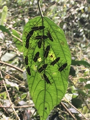Hypselonotus linea