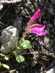 Penstemon rupicola
