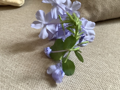 blue plumbago