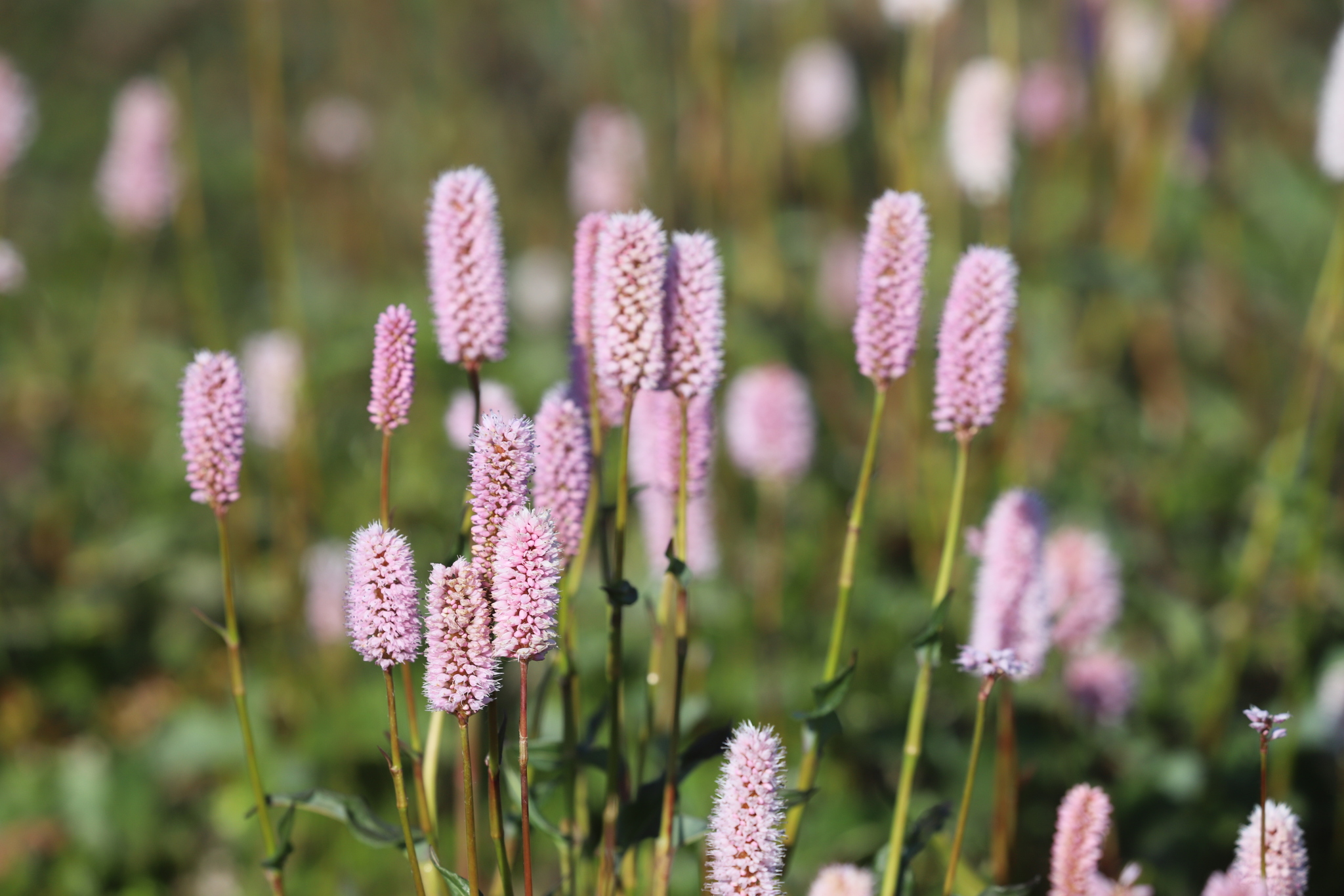 Bistorta officinalis