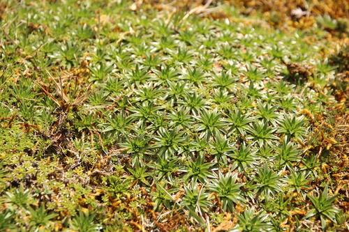 Image of Plantago rigida by no rights reserved