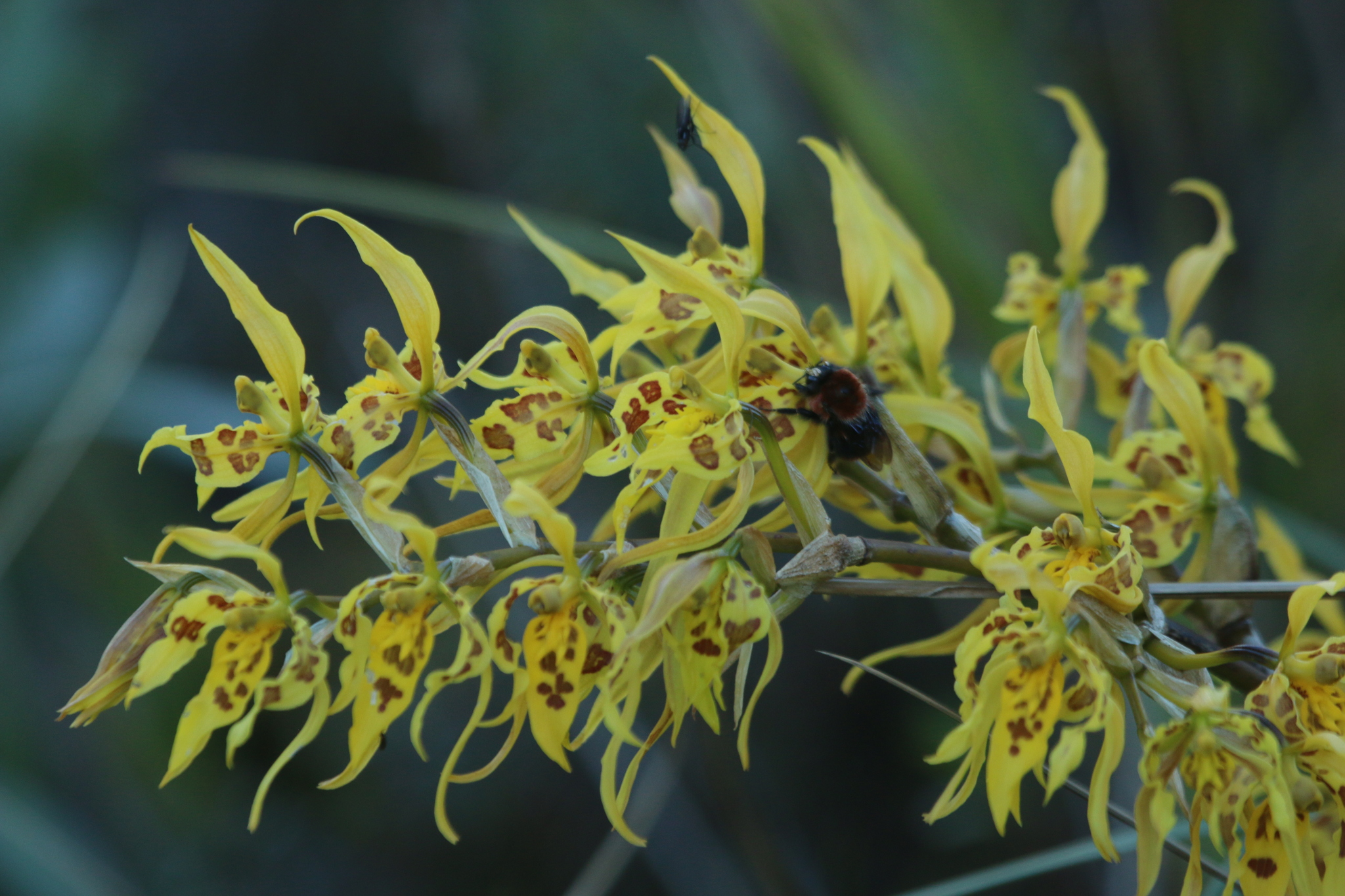 Cyrtochilum orientale (Rchb.f.) Dalström