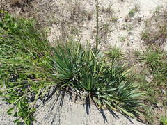 Yucca flaccida