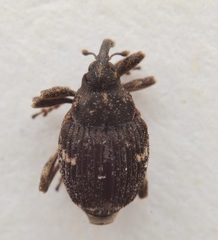 Thamiocolus viduatus